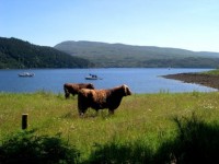 Highland Beasties
