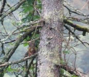 Red Squirrel in garden at Rhumhor