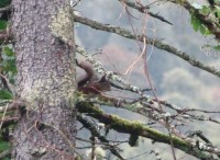 Red Squirrel in garden at Rhumhor