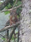Red Squirrel Close-Up!