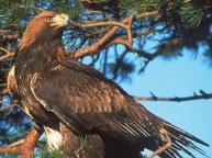 Golden Eagle