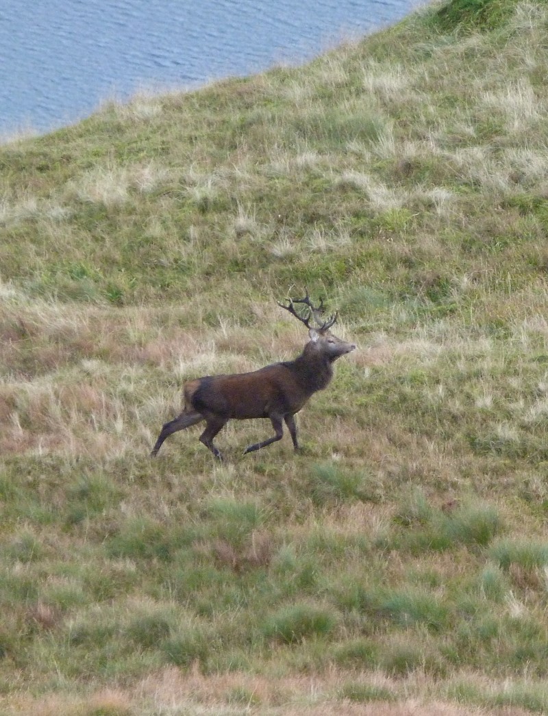 CarrickStag